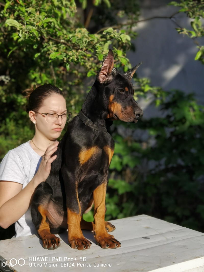 Doberman vrhunska šampionska štenad Psi i Štenad OLX ba