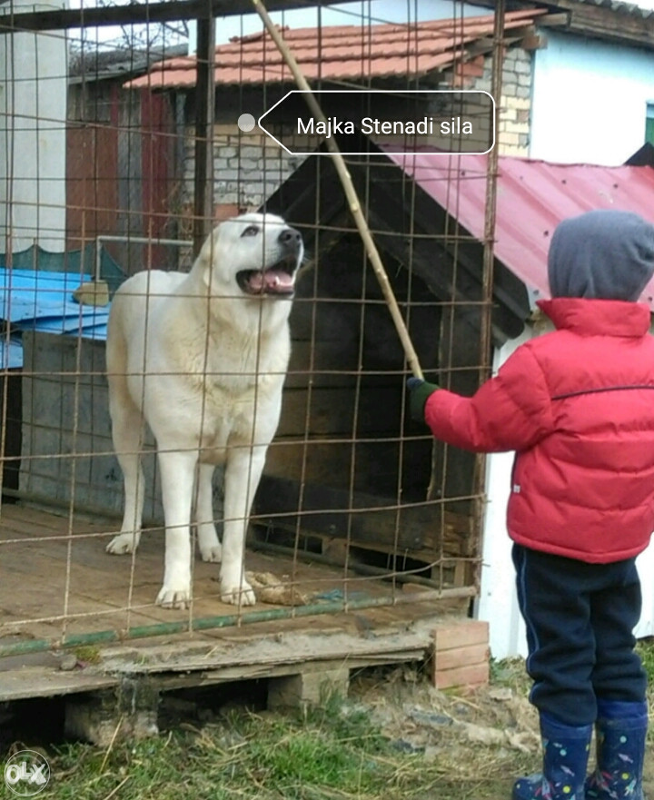 Azijat (stenad)
