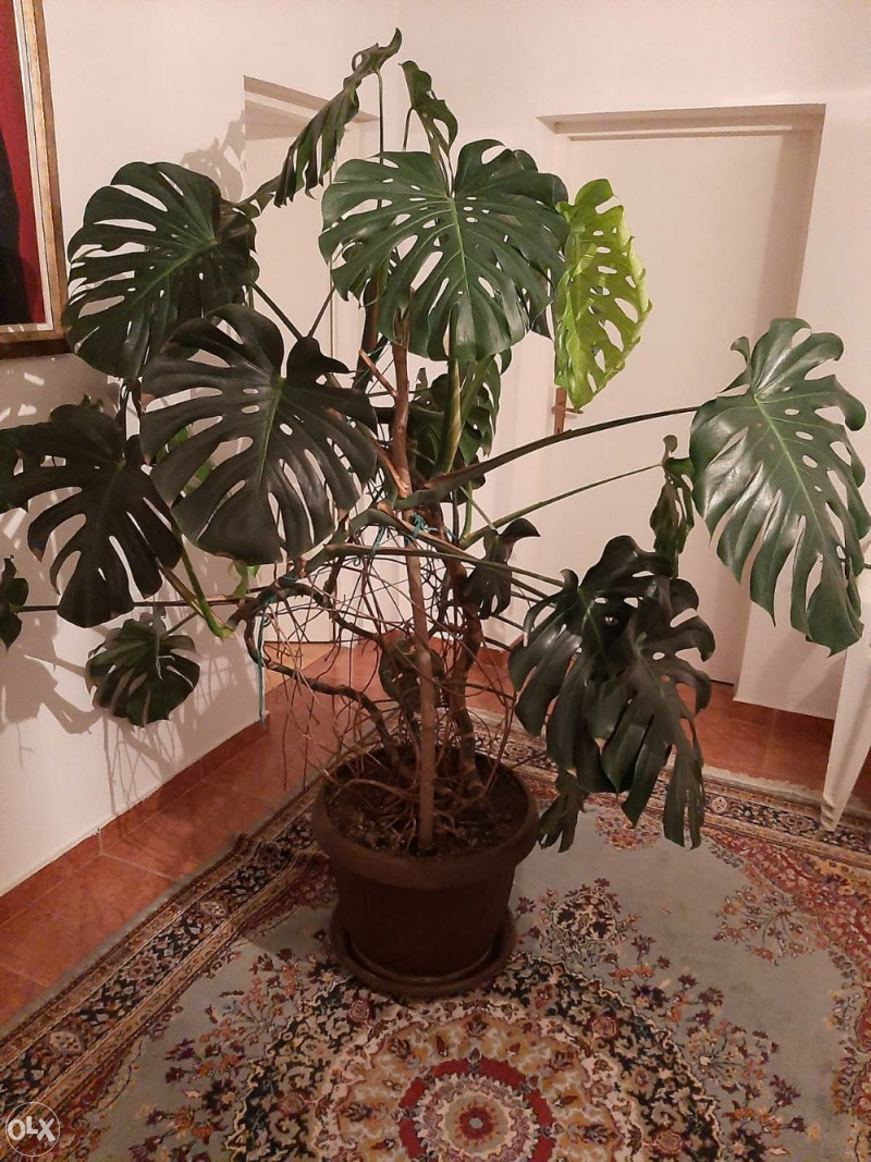filadendron cvijece