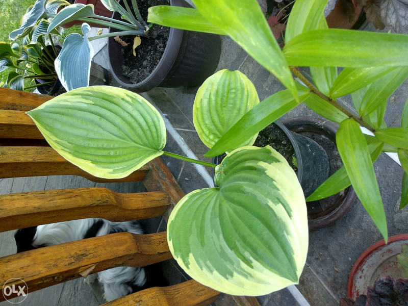 Hosta Oh Cindy