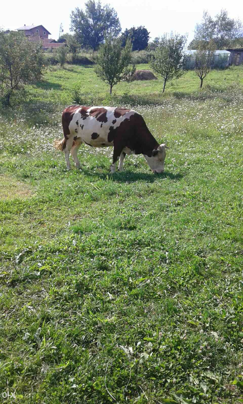 Stoka krava