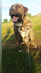 cane corso kangal