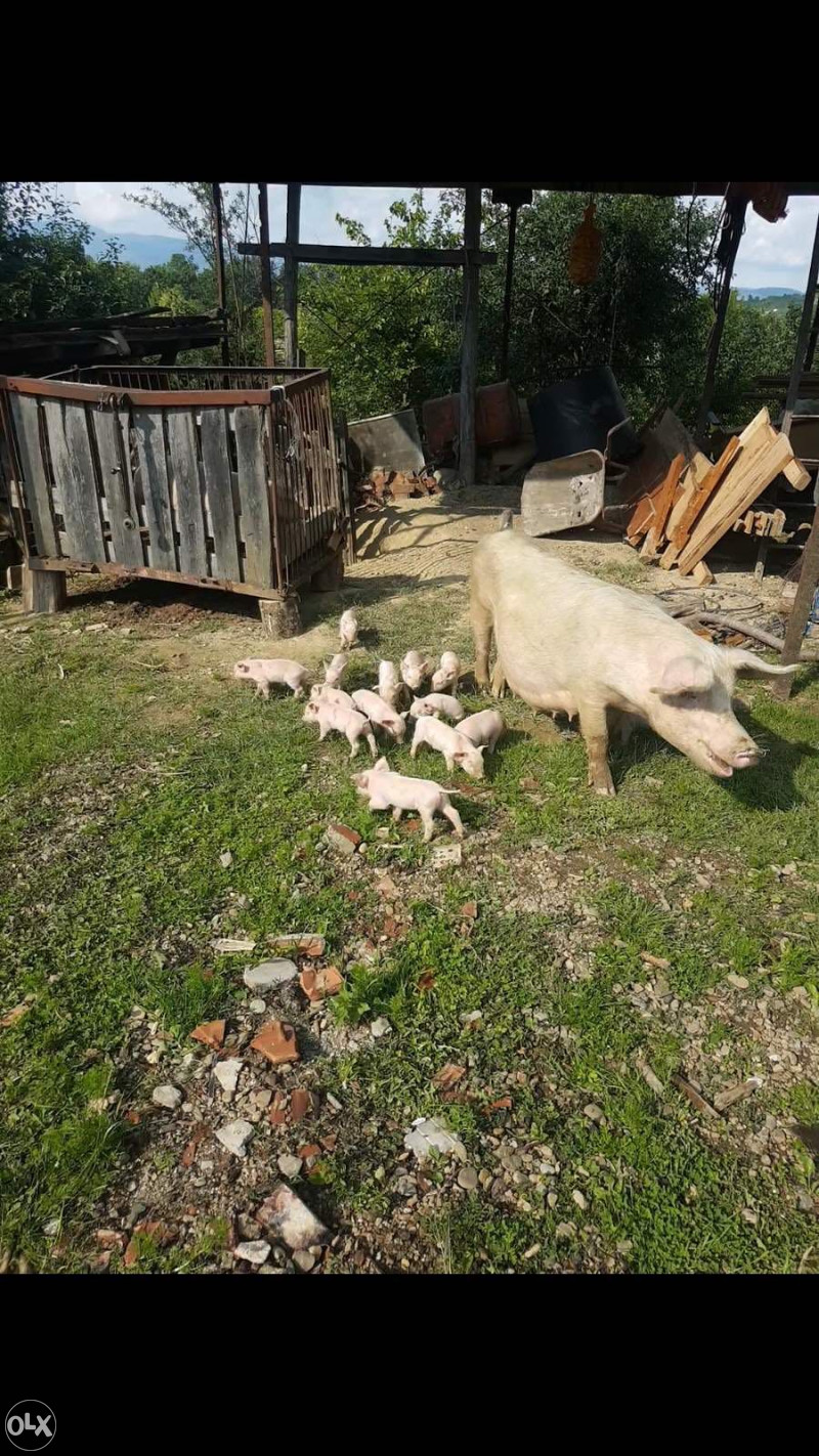 Prodaja Prasadi Zivotinje Svinje Prijedor Olx Ba