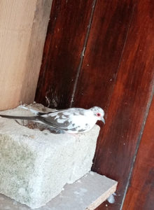 Dijamantski Golubici Zivotinje Ptice Zvornik Olx Ba