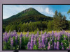 Sony 4K 65