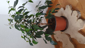 Cvijet Benjamin