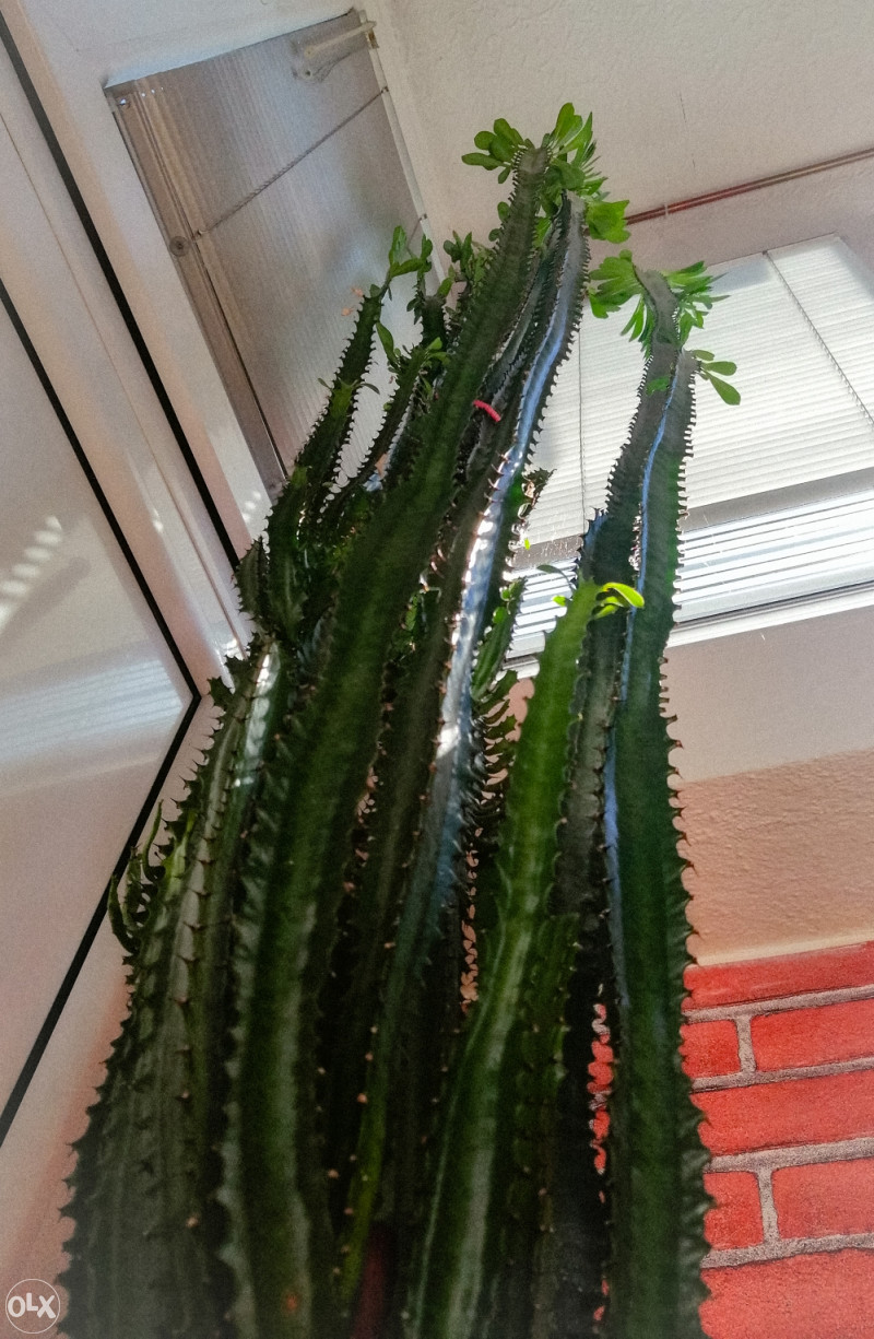 Cvijet kaktus - euphorbia trigona - Biljke i cvijee - OLX.ba