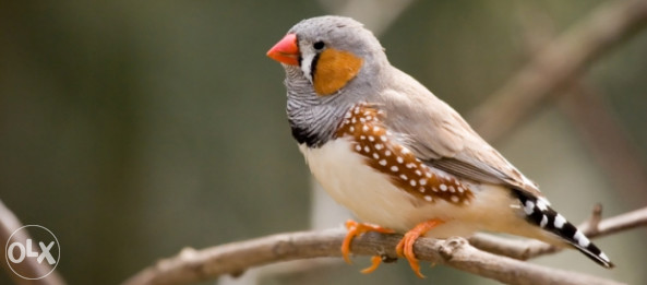 Australske Zebe