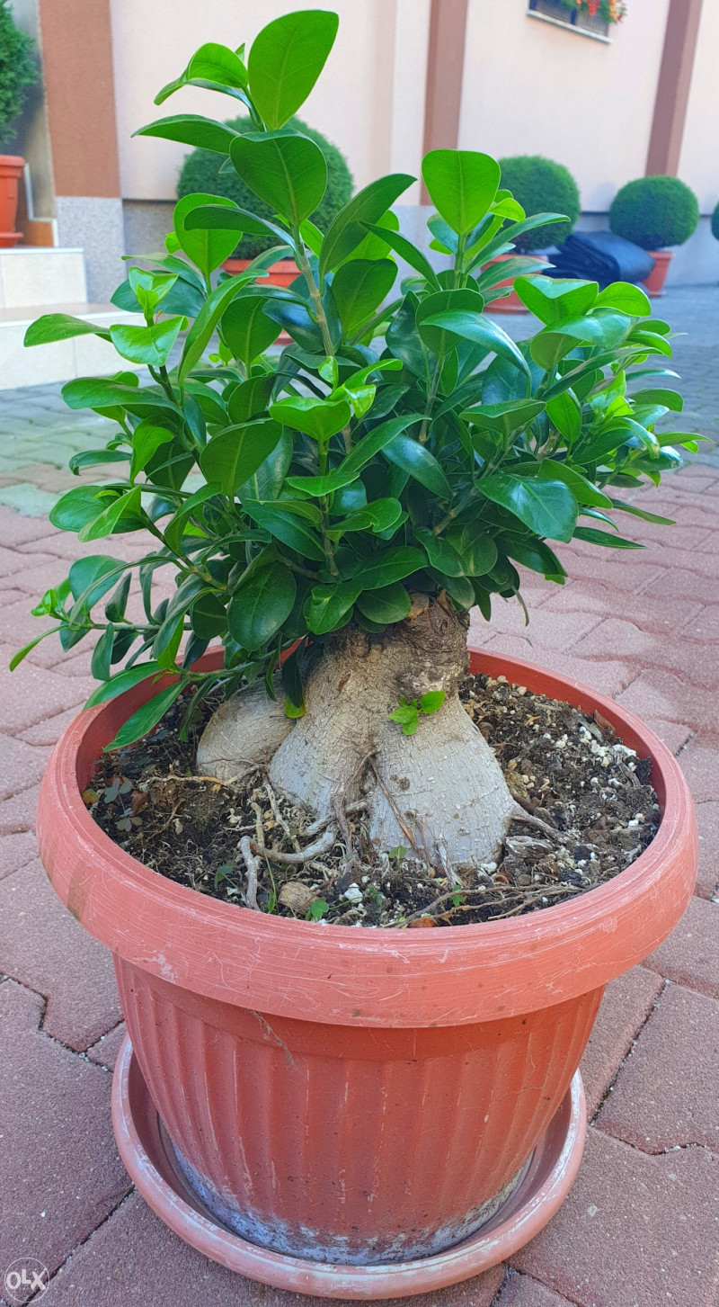 Bonsai drvo drvce - Biljke i cvijee - OLX.ba