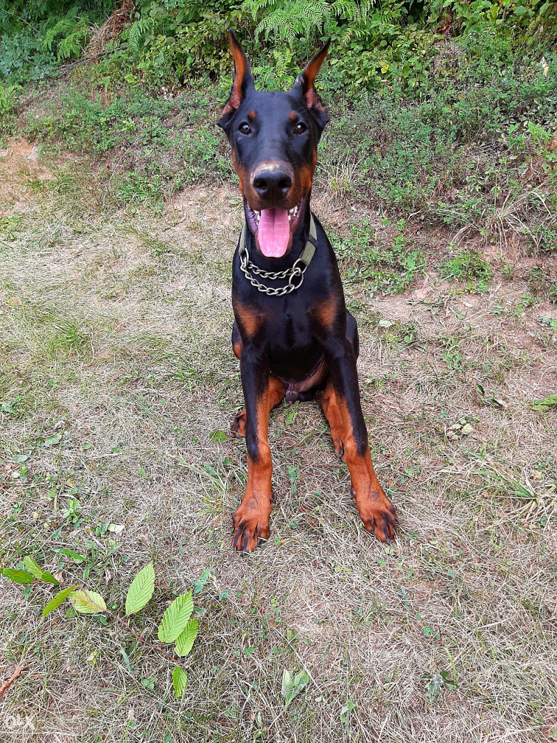 je li doberman radni pas