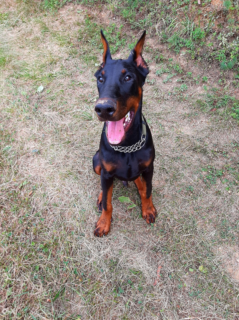 je li doberman radni pas