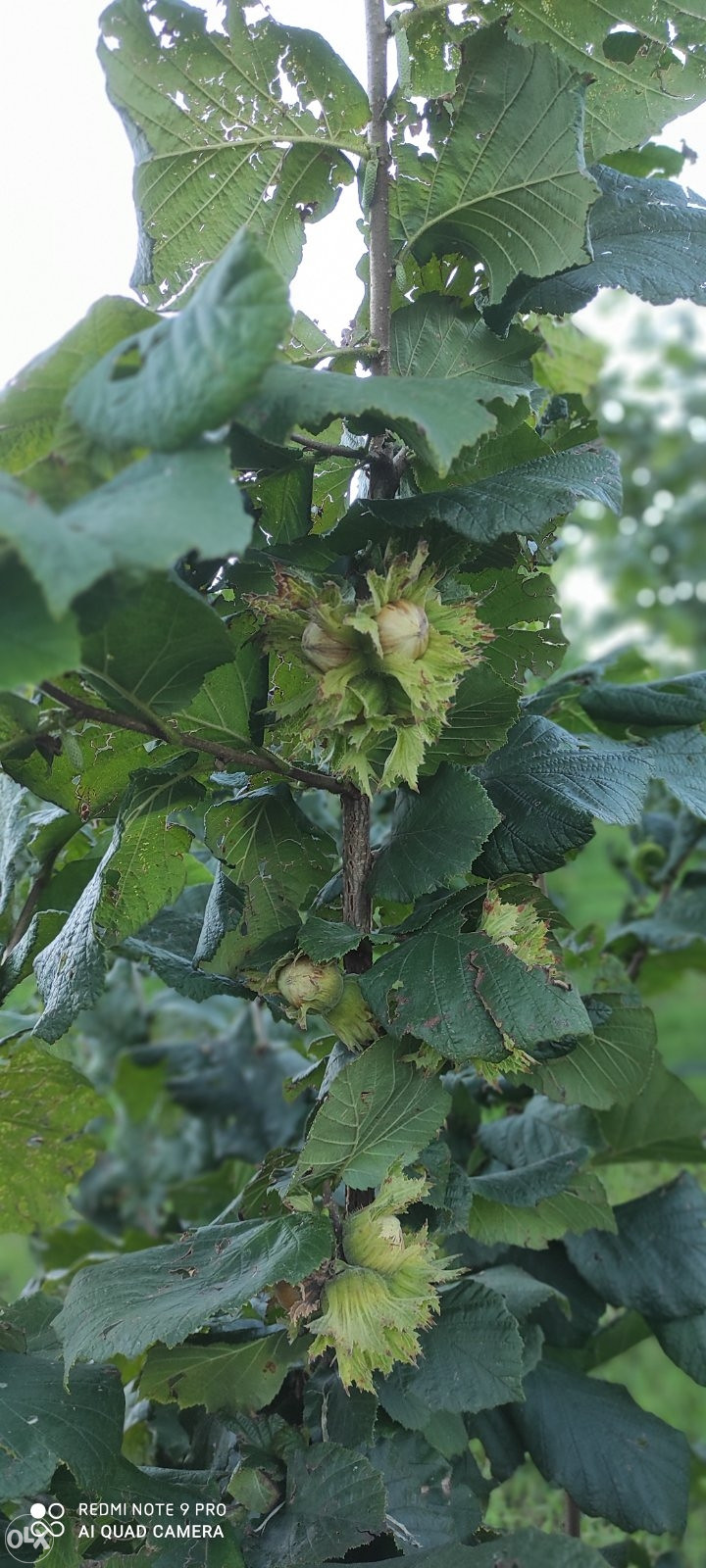 Lješnjak ljesnjak lesnik Voće OLX.ba