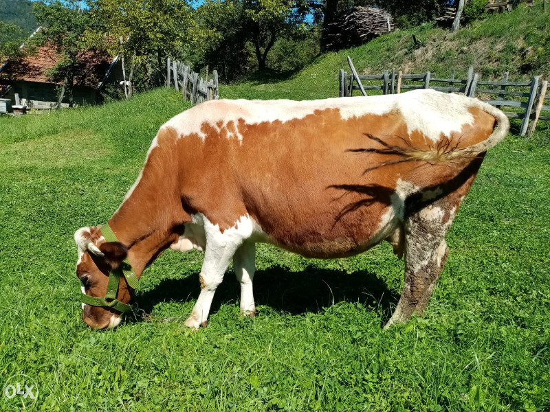 Domaće životinje  Krava