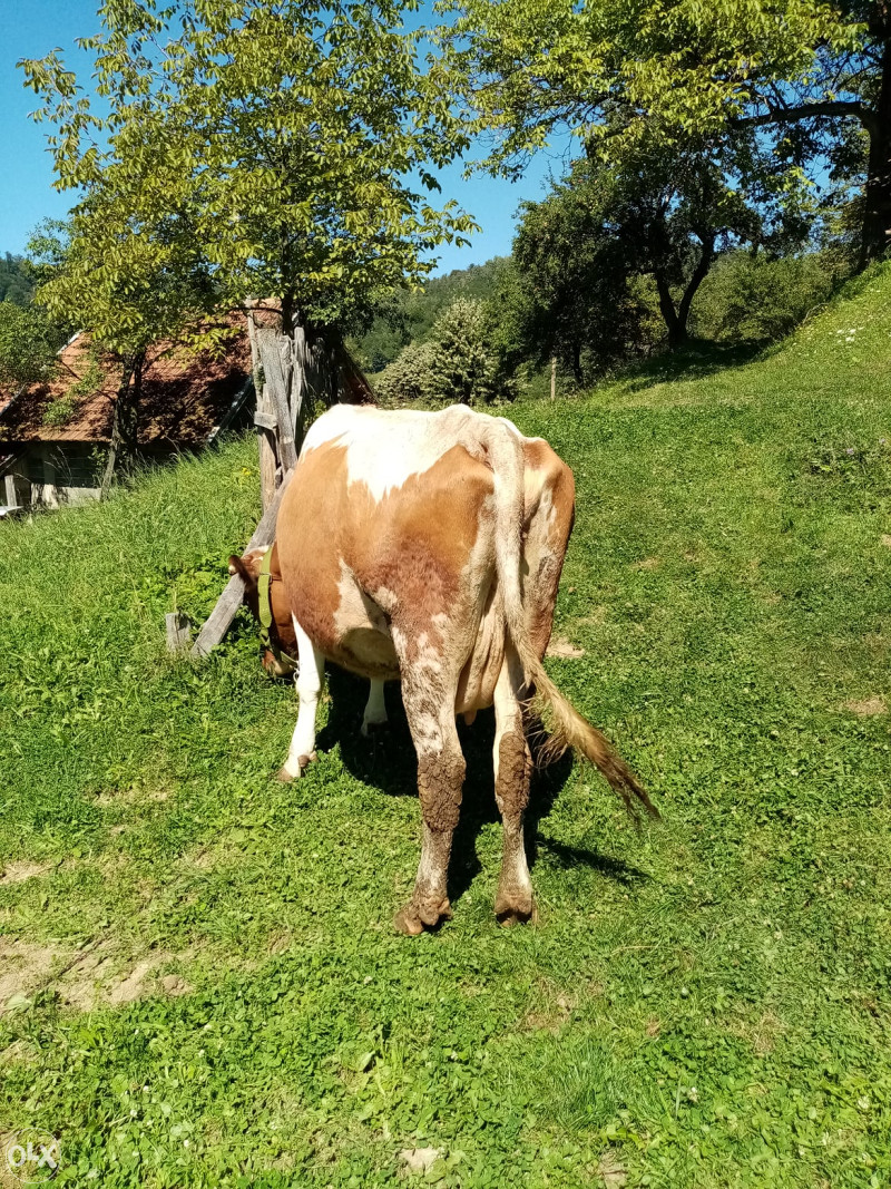 Domaće životinje  Krava