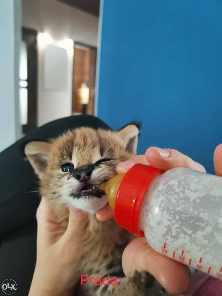 Serval mačka na prodaju