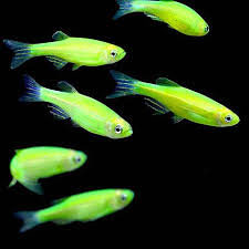 Zebrica neon zelena