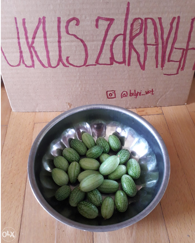 Mini meksički krastavac Cucameloni