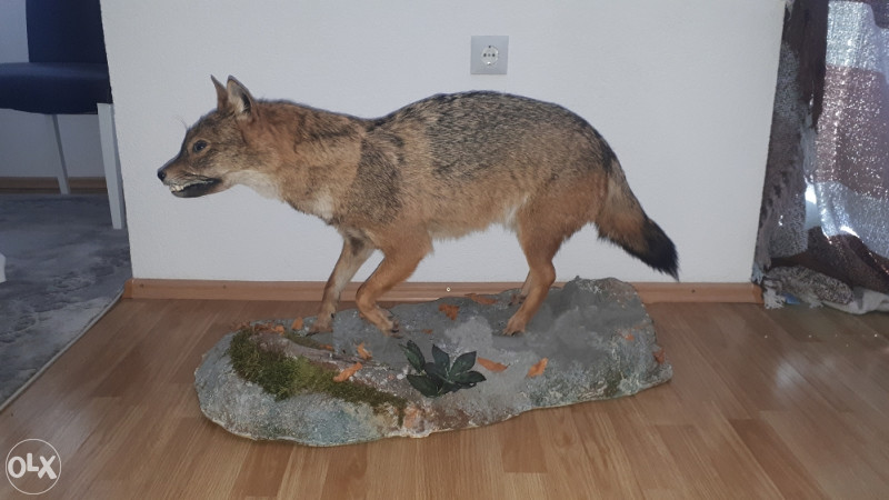 Preparirane zivotinje