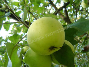 Jabuka petrovaca zelena