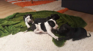 Pit bull štenad
