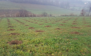 Projektovanje i podizanje plantaža i voćnjaka
