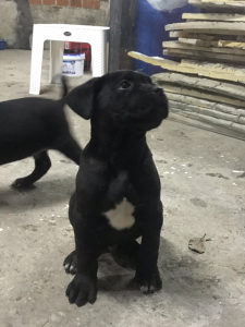 Pas Cane Corso