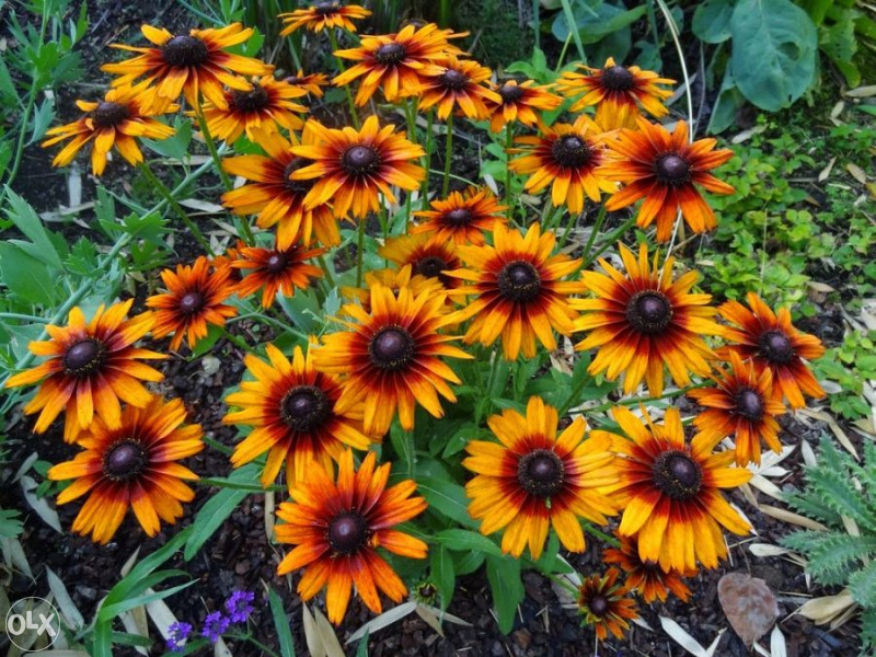 Šarena Rudbekija (Rudbeckia hirta) ~100+ sjemenki