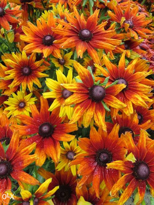 Šarena Rudbekija (Rudbeckia hirta) ~100+ sjemenki