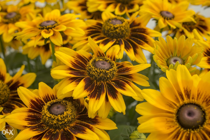 Šarena Rudbekija (Rudbeckia hirta) ~100+ sjemenki