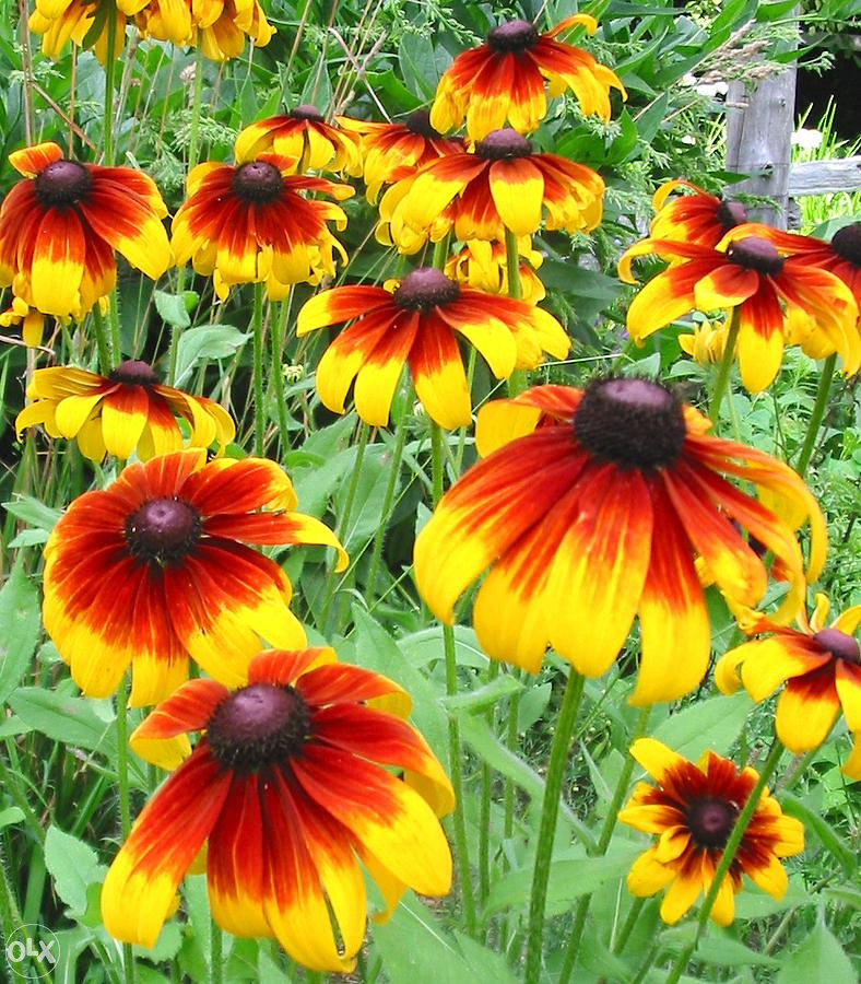 Šarena Rudbekija (Rudbeckia hirta) ~100+ sjemenki