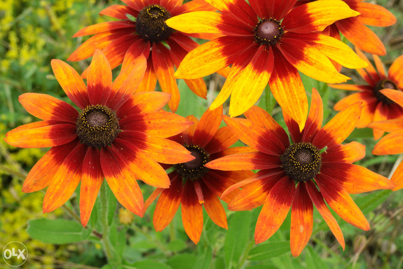 Šarena Rudbekija (Rudbeckia hirta) ~100+ sjemenki