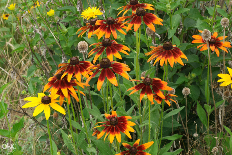Šarena Rudbekija (Rudbeckia hirta) ~100+ sjemenki