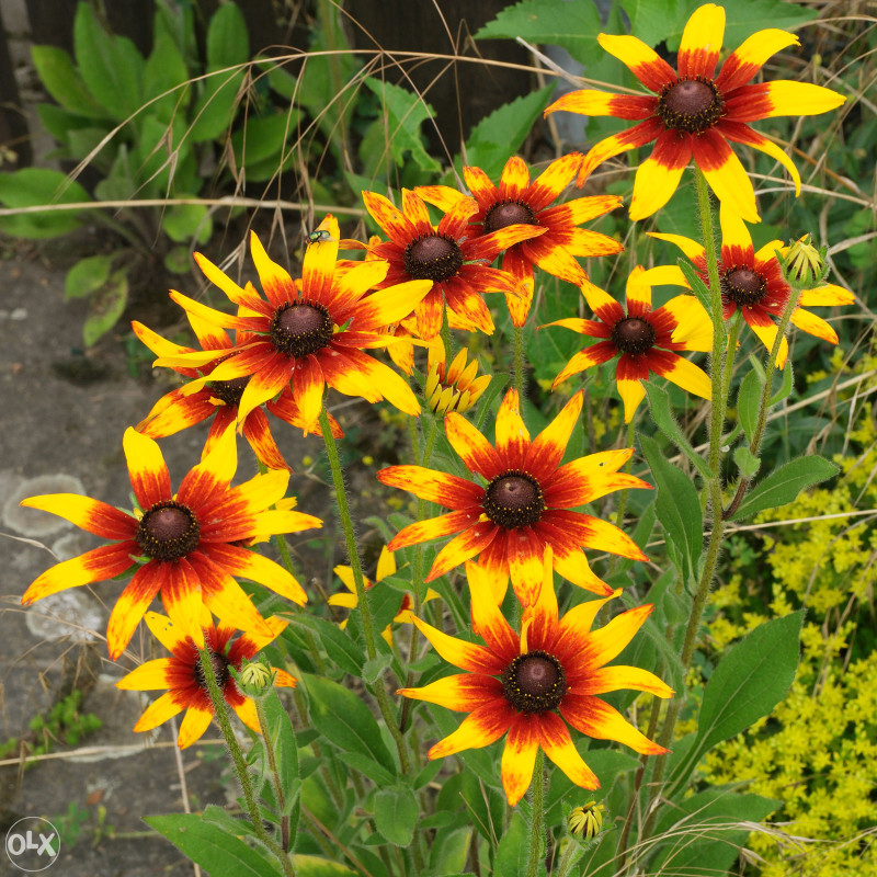 Šarena Rudbekija (Rudbeckia hirta) ~100+ sjemenki