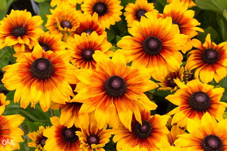 Šarena Rudbekija (Rudbeckia hirta) ~100+ sjemenki