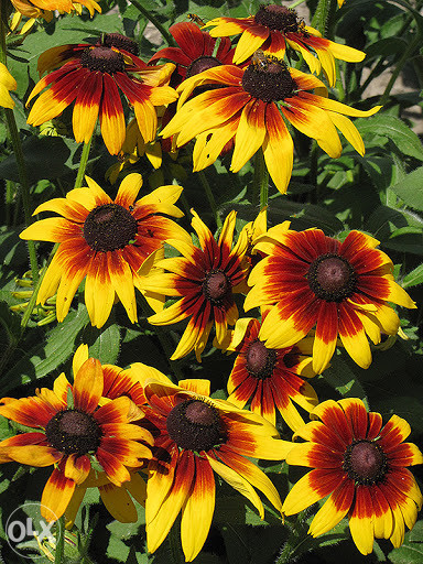 Šarena Rudbekija (Rudbeckia hirta) ~100+ sjemenki