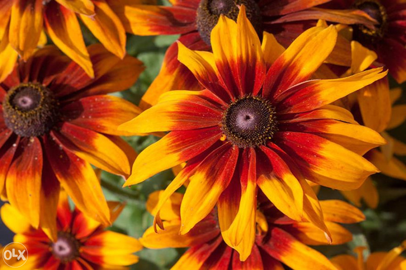 Šarena Rudbekija (Rudbeckia hirta) ~100+ sjemenki