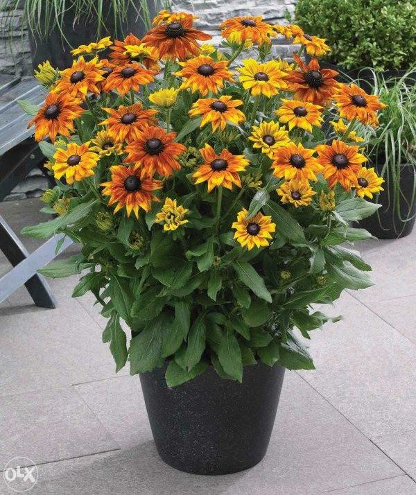 Šarena Rudbekija (Rudbeckia hirta) ~100+ sjemenki