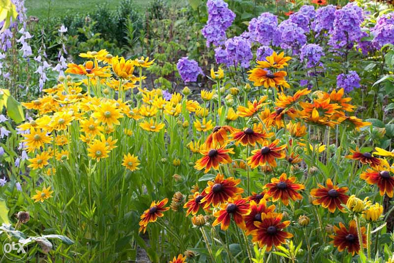 Šarena Rudbekija (Rudbeckia hirta) ~100+ sjemenki