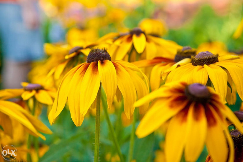Šarena Rudbekija (Rudbeckia hirta) ~100+ sjemenki