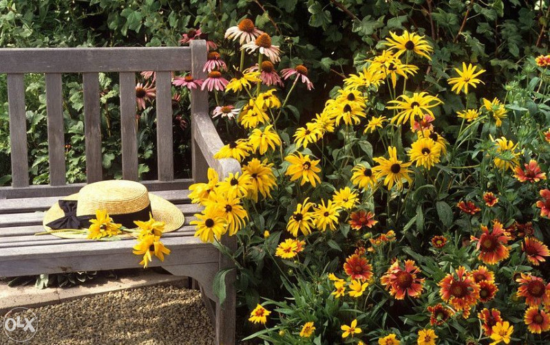 Šarena Rudbekija (Rudbeckia hirta) ~100+ sjemenki