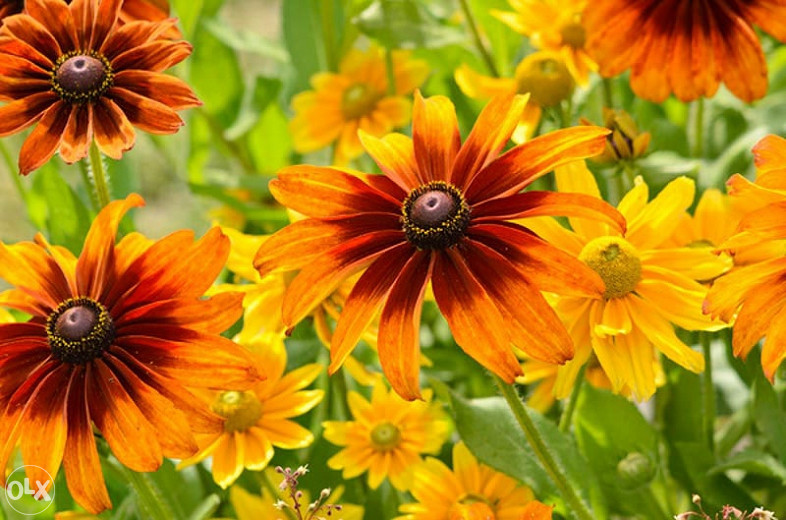 Šarena Rudbekija (Rudbeckia hirta) ~100+ sjemenki
