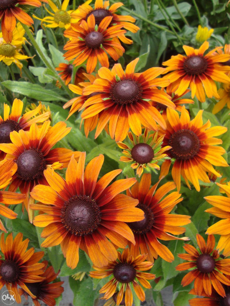Šarena Rudbekija (Rudbeckia hirta) ~100+ sjemenki