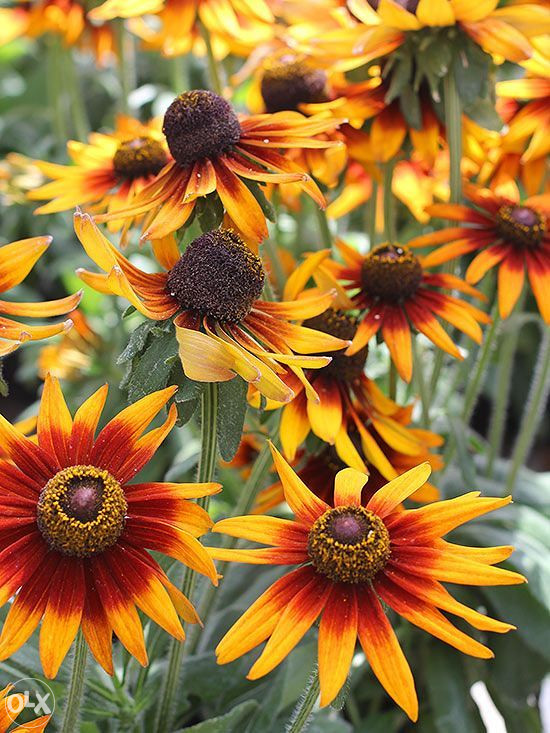 Šarena Rudbekija (Rudbeckia hirta) ~100+ sjemenki