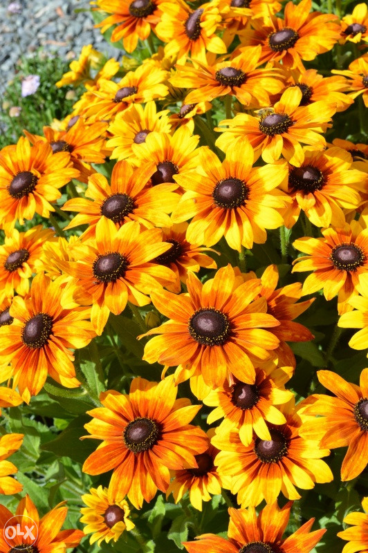 Šarena Rudbekija (Rudbeckia hirta) ~100+ sjemenki