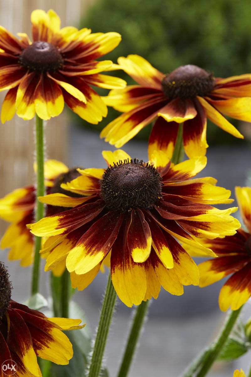 Šarena Rudbekija (Rudbeckia hirta) ~100+ sjemenki