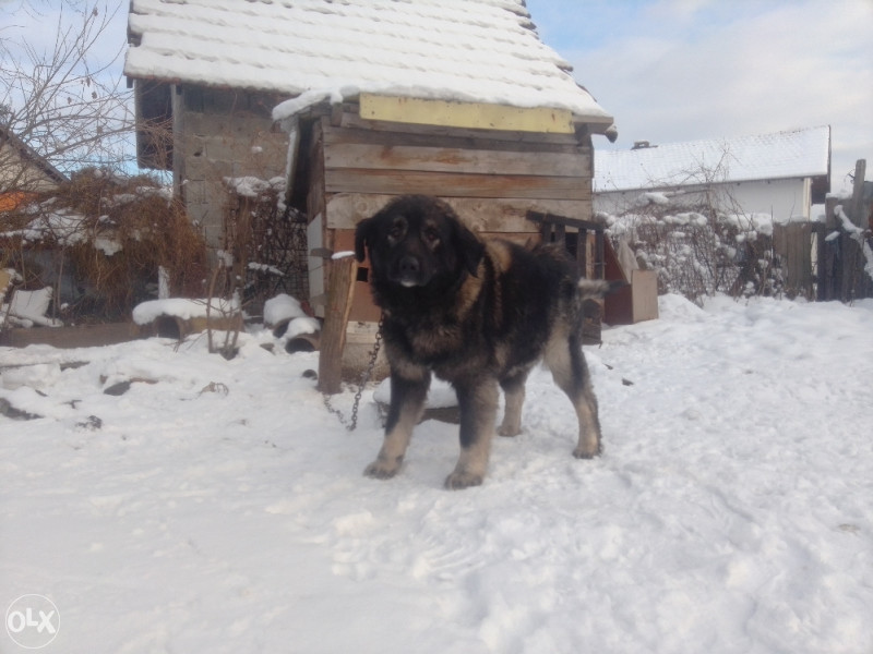 Zenka sarplaninac Psi i Štenad