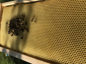 Satne osnove za pčele