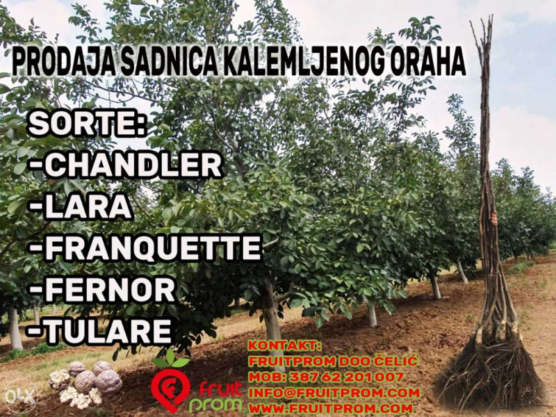 Sadnice kalemljenog oraha / Kalemljeni orah