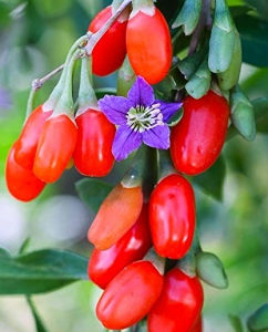 Tibetanski goji, godži (Lycium barbarum) ~50+ sjemenki