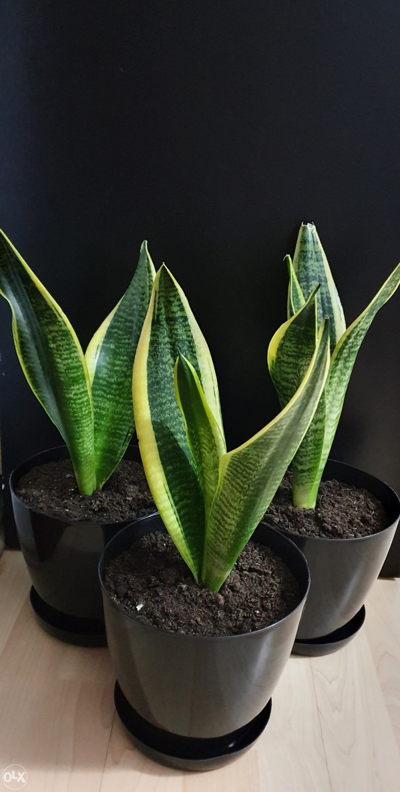 Sanseverija cvijet- Sansevieria - Biljke i cvijee - OLX.ba